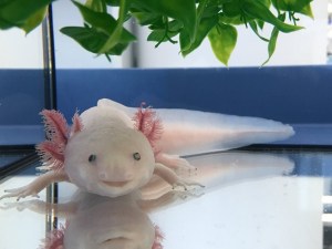 axolotl_ambystoma albino_o
